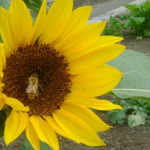 The Bookaholic Bookworm